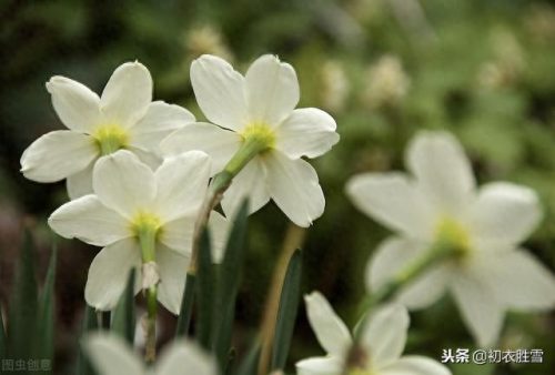 郁闷水仙花(经典爱情悲剧水仙花)插图3