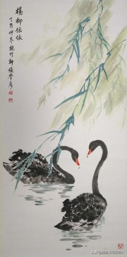 白腹凯克鹦鹉(凯克多少钱一只)插图4
