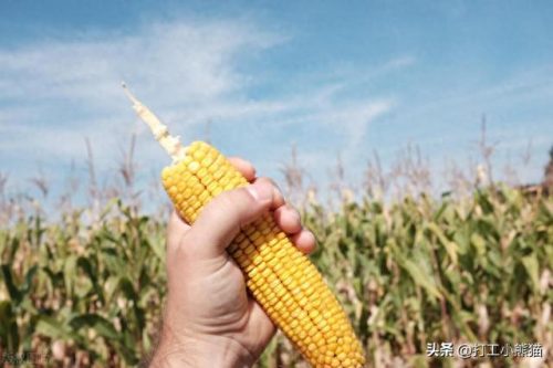玉米加工排名前十(玉米哪个加工厂最好)插图1