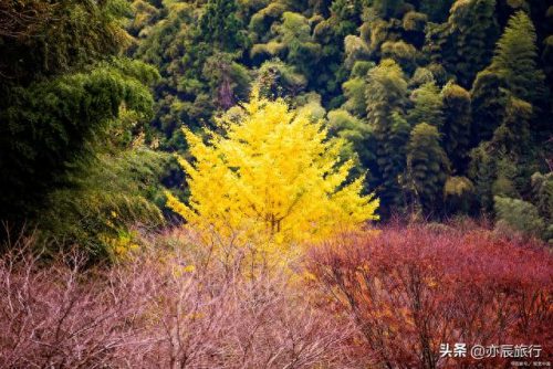 银杏景点排名前十(中国十大银杏景区)插图28
