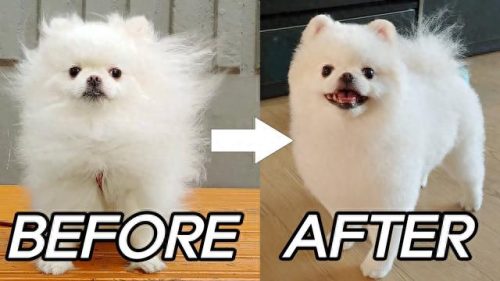 博美犬智商排名前十(玩具博美智商)插图5