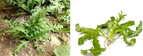罂粟属(罂粟籽的特效止咳药有什么危害)插图5