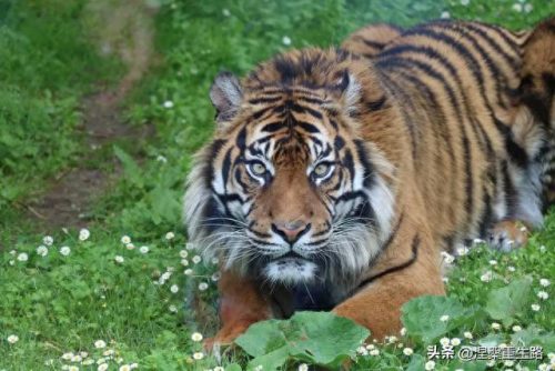 世界猛兽排名前十(十大顶级猛兽排名)插图4