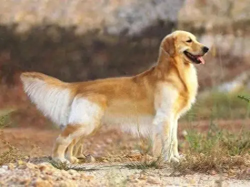 名犬排名前十萨摩耶(狗的智商排名1-100)插图2