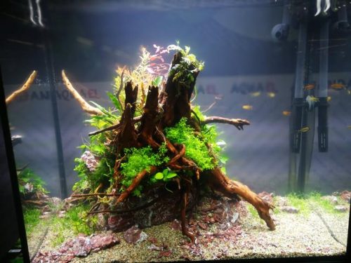 迷你鱼缸平价排名前十(迷你水族箱小鱼缸教程)插图15
