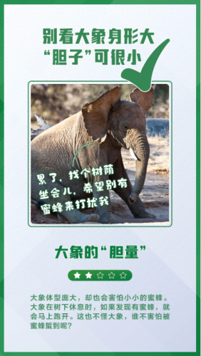 什么的大象(又什么又什么的大象)插图7
