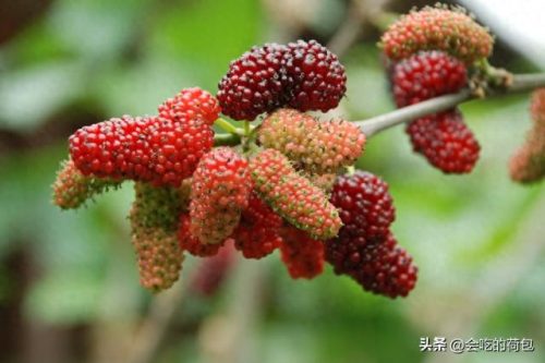 排名前十的长寿(全国长寿排名前十)插图8