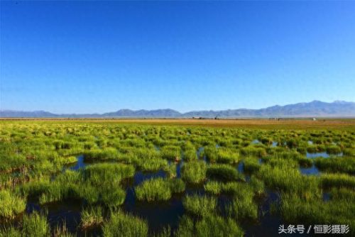 蓝蓝天青青草(青青柳叶蓝蓝天)插图7