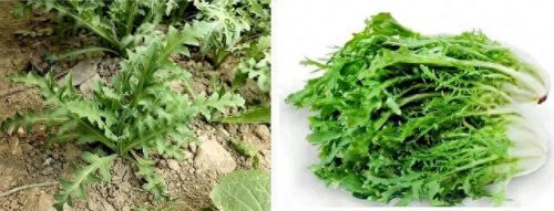 罂粟属(罂粟籽的特效止咳药有什么危害)插图4