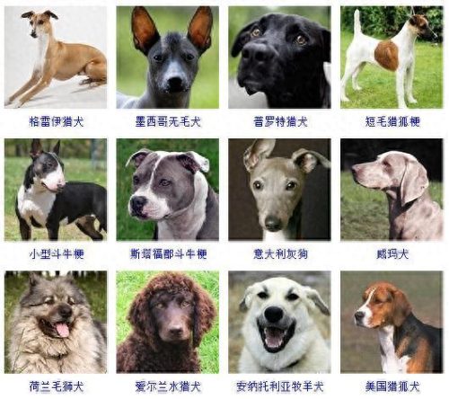 宠物的种类(宠物种类大全)插图8