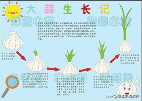 植物的手抄报怎么做(用植物做手抄报)插图9