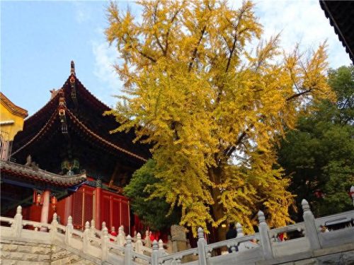 湖北寺观排名前十(松滋寺庙排名)插图