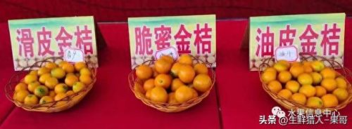 金桔品种排名前十(金桔哪些品种最好)插图13