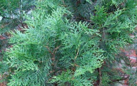 柏树的资料(柏树的外形简介)