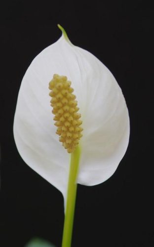 一帆风顺花图片(全屏漂亮吉祥花图片)插图8