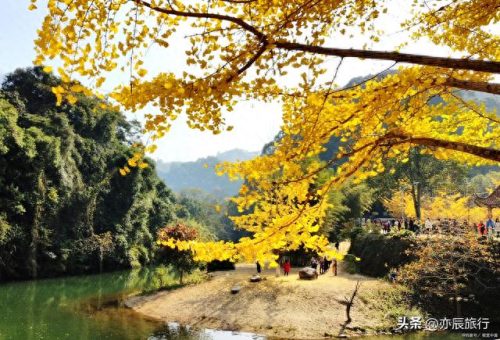 银杏景点排名前十(中国十大银杏景区)插图18