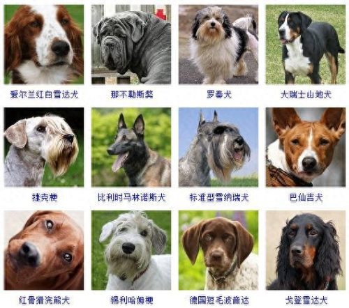 宠物的种类(宠物种类大全)插图10