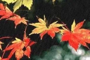 蓝天飞虹是什么意思(蓝天飞虹形容哪个生肖)插图6