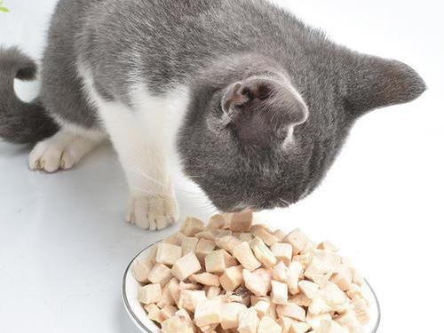 猫吃鱼会不会被鱼刺卡住(猫被鱼刺卡了会自愈吗)插图10