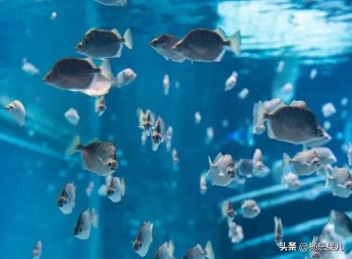 儋州景点排名前十(儋州十大必去景点)插图16