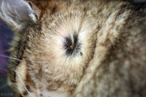 猫咪疾病排名前十(聪明的猫咪排名前十的)插图1