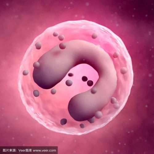 免疫细胞排名前十(细胞免疫功能报告单)插图3