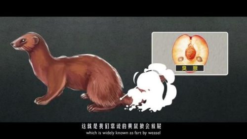 黄鼠狼为什么拜月(黄鼠狼进家预示什么)插图4