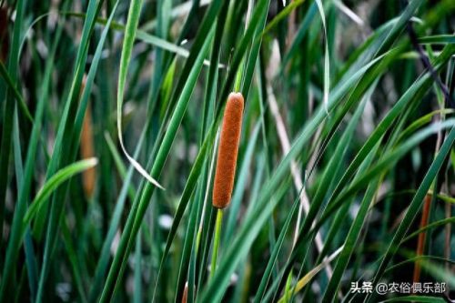 棒槌会是什么意思(你是个棒槌什么意思)插图4