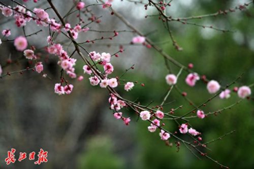 梅林景区排名前十(新建县梅林景点排行榜)插图5