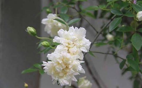 开到荼蘼是什么意思(开到荼蘼表达了什么)