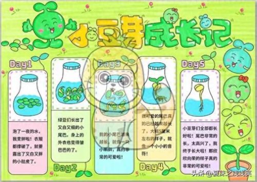 植物的手抄报怎么做(用植物做手抄报)插图4