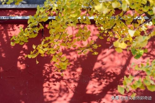 秋天的怀念主要内容(秋天的怀念原文)插图