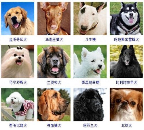 宠物的种类(宠物种类大全)插图2