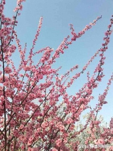 弄花香满依(掬水月在手弄花香满衣)插图8