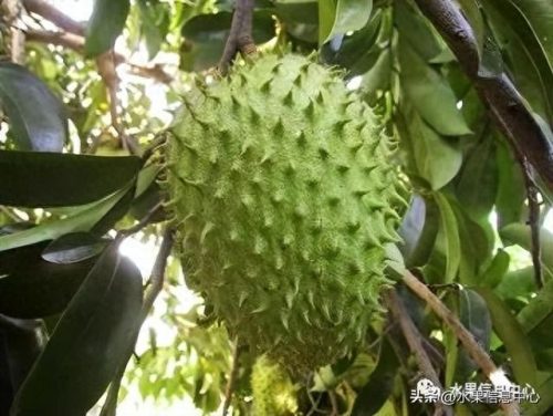 释迦果排名前十(释迦果什么口感最好)插图20