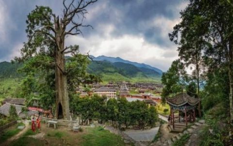 国内最美杉树排名前十(全国最美10棵古杉树)