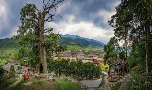 国内最美杉树排名前十(全国最美10棵古杉树)插图