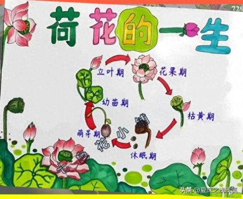 植物的手抄报怎么做(用植物做手抄报)插图12