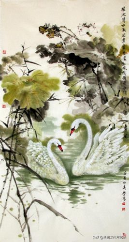 白腹凯克鹦鹉(凯克多少钱一只)插图5