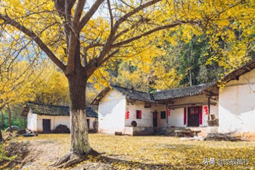 银杏景点排名前十(中国十大银杏景区)插图4