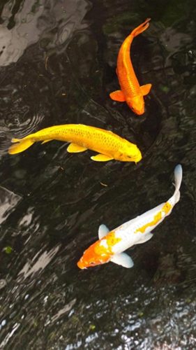 鱼鱼桌面秀(鱼鱼桌面秀侧边栏)插图124