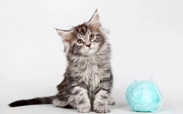 猫性格排名前十(性格好粘人的猫)插图5
