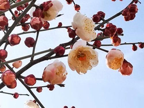 梅林景区排名前十(新建县梅林景点排行榜)插图1