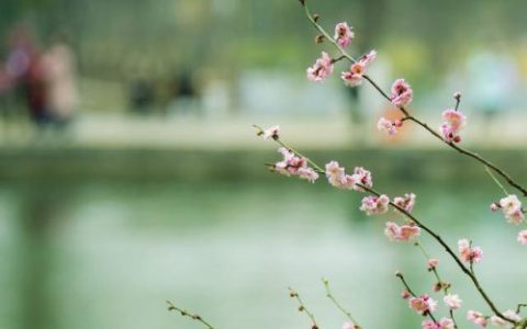 随风潜入夜的下一句(随风潜入夜润物细无声)