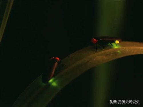 大暑时节物候特征(大暑期间物候特征)插图6