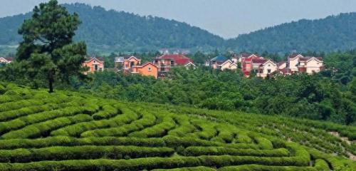 高淳荷花仙子杨晓丹(历届高淳荷花仙子)插图1