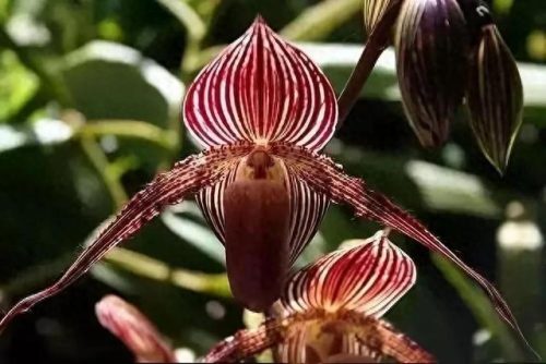 花卉价格排名前十(名贵花卉排名价格)插图8