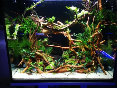 迷你鱼缸平价排名前十(迷你水族箱小鱼缸教程)插图5
