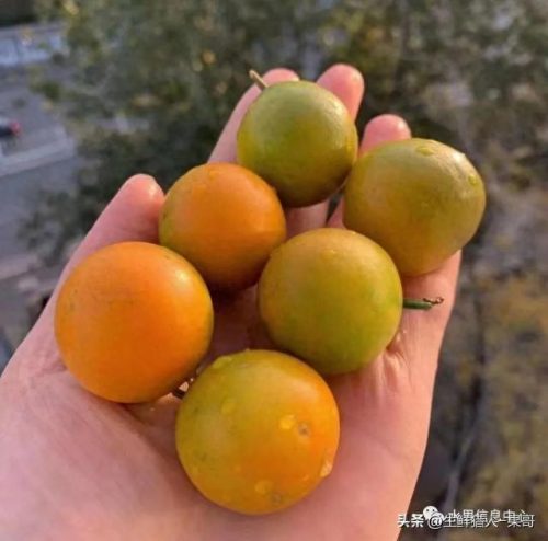 金桔品种排名前十(金桔哪些品种最好)插图5