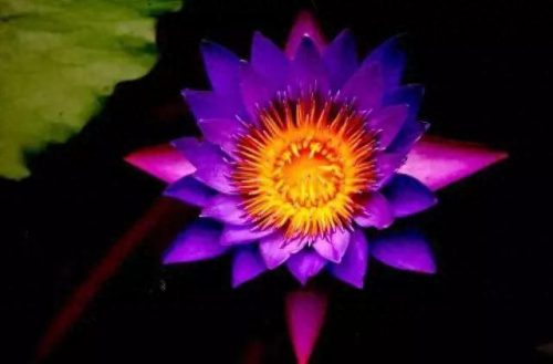 花卉价格排名前十(名贵花卉排名价格)插图1